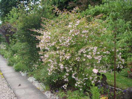 Long border in June