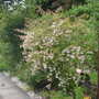 June_garden_005
