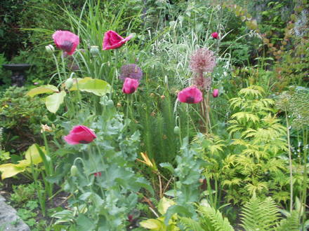 poppies, I love them, not a brilliant pic though