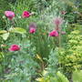 Poppies_003