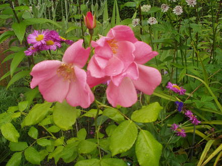 rosa Mary B