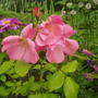 Rose_mary_b
