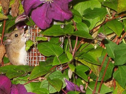 a cheeky wee visitor last year