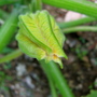 Courgette Flower
