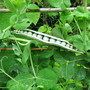 More Peas!