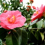 Camellia at Lanhydrock House