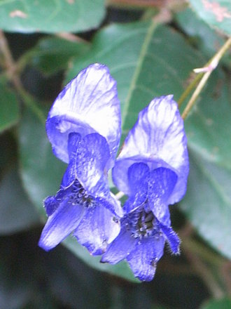 Aconitum episcopale (Aconitum episcopale)