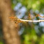 Oecophylla sp ( green ants ) (Oecophylla sp)