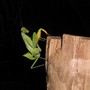 praying mantis