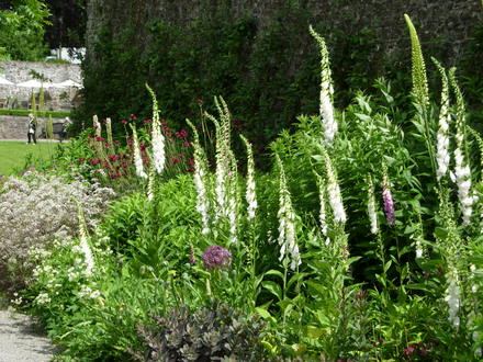 White Foxgloves