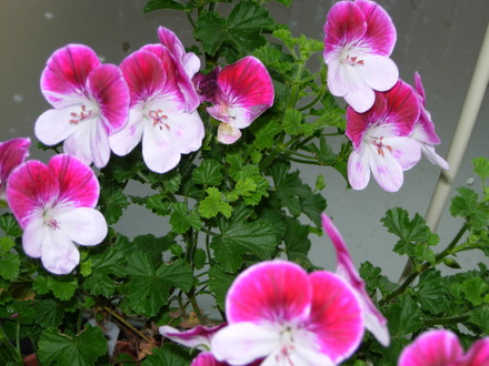 Pelargonium Captain Starlight