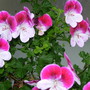 Dscn0630