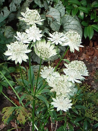 Astrantia major 'Alba' (Astrantia major 'Alba')