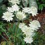 Astrantia major 'Alba'