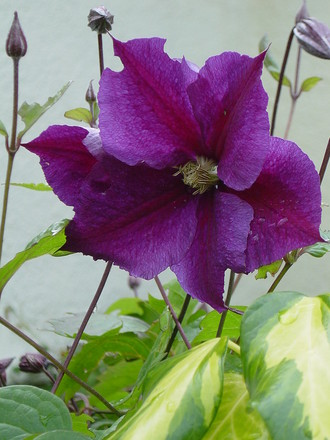 Clematis. 'The President'. July 2008. (Clematis montana (Clematis))