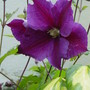 Clematis. 'The President'. July 2008. (Clematis montana (Clematis))