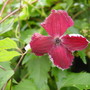 Clematis viticella. July 2008. (Clematis viticella)