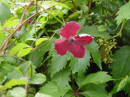 Clematis viticella.July 2008. (Clematis viticella)