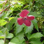 Clematis viticella.July 2008. (Clematis viticella)