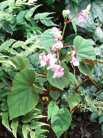 Begonia grandis (Begonia grandis)