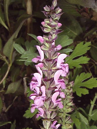 Pink Sage (Salvia nemorosa 'Sensation Rose')