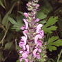 Pink Sage (Salvia nemorosa 'Sensation Rose')