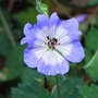 Geranium_wallichianum__buxton_s_variety_
