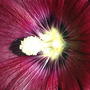 Screaming for pollination (Alcea rosea (Black Hollyhock))
