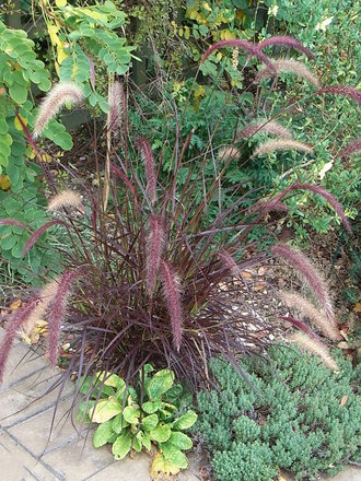Pennisetum setaceum 'Rubrum' (Pennisetum setaceum 'Rubrum')