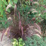 Pennisetum setaceum 'Rubrum' (Pennisetum setaceum 'Rubrum')