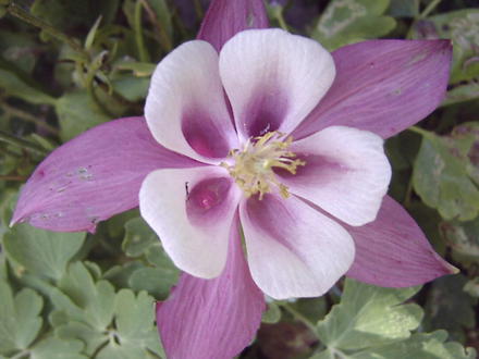 Columbine 'Origami Pink' (Aquilegia hybrida 'Origami Rose & White')