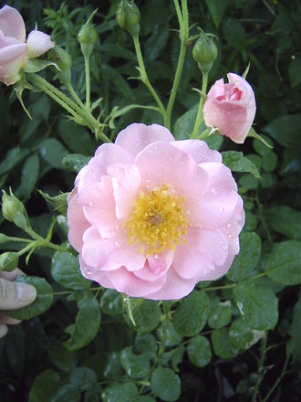 Pink D.A. Rose (Rosa)