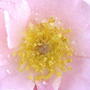 2008-07-10_006center_rose