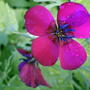Scarlet Flax flower (Linium rubrium)