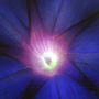 Ipomoea purpurea