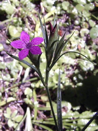 Deptford Pinks (Dianthus armeria (Buschel-Nelke))