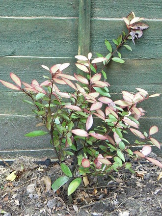 Pseudowintera colorata (Pseudowintera colorata)