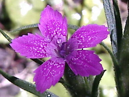 Deptford pink flower (Dianthus armeria (Buschel-Nelke))