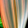 Phormium