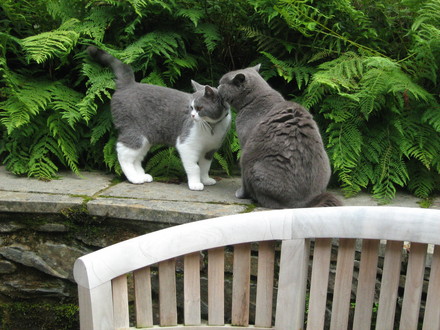 Cat Whisperer
