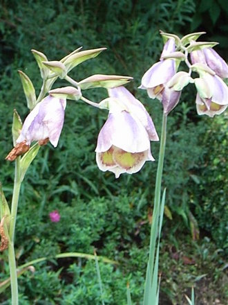 Gladiolus papilio (Gladiolus papilio)