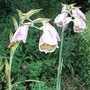 Gladiolus_papilio
