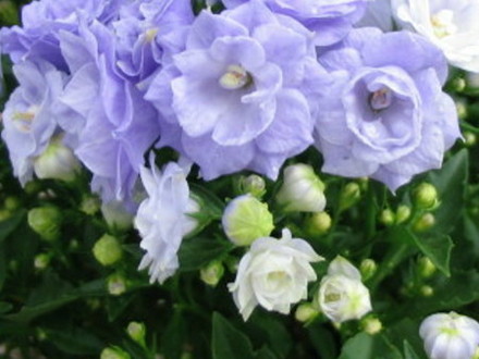  Campanula (Campanula Haylodgensis)