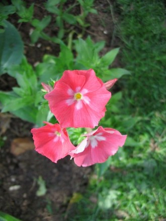 Phlox (Phlox)