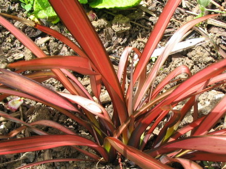 Phormium Pink Panther