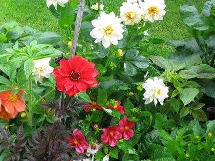 Bishop of LLandaff  (Dahlia)