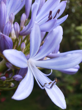 Agapanthus (Agapanthus (African blue lily))