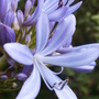 Agapanthus2