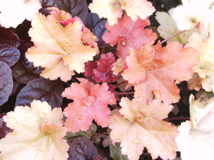 Heuchera 'Creme Brule' with a purple leaved Ajuga  (Heuchera 'Creme Brule')