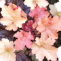 Heuchera_creme_brule___ajuga